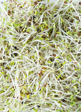 紫花苜蓿和韭菜豆芽