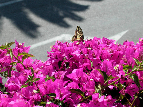 Bougainvillea和蝴蝶