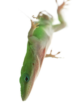 蜥蜴