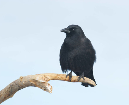 美國(guó)烏鴉；Corvus brachyrhynchos