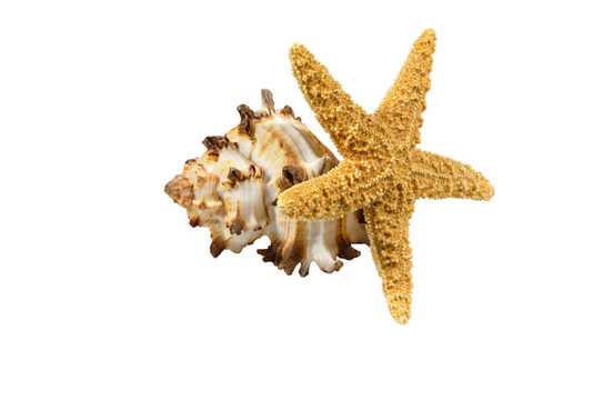 海殼和一顆星星魚