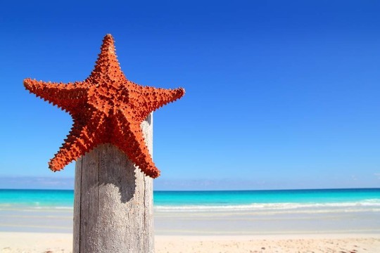 加勒比海灘上的加勒比海星