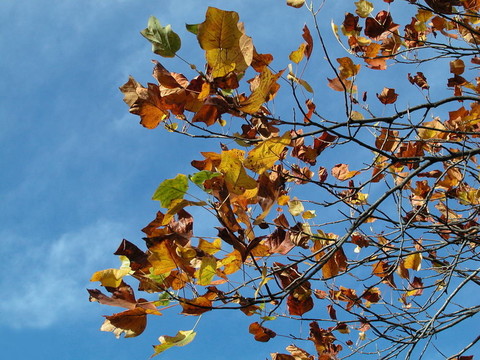 蓝天上的秋天的树叶