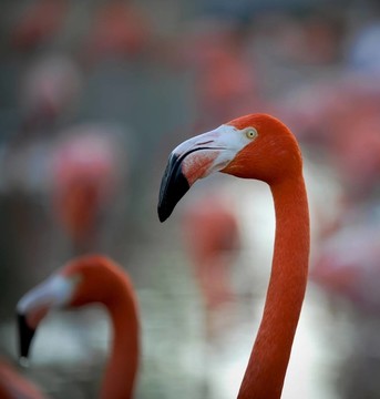 美洲紅鸛（Phoenicopterus ruber）