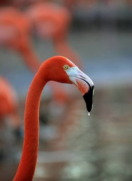 火烈鳥滴。