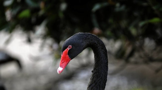 黑天鵝。