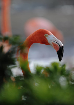 美洲紅鸛（Phoenicopterus ruber）