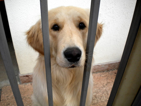 金毛獵犬