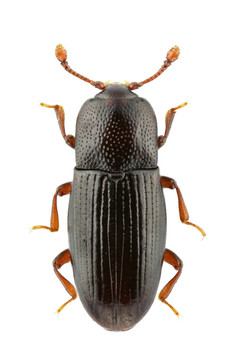 cerylon histeroides