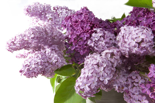 丁香花束