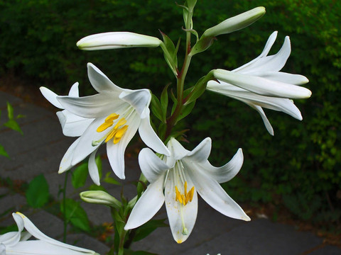 潔白的百合花