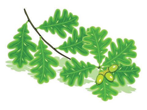 橡樹枝