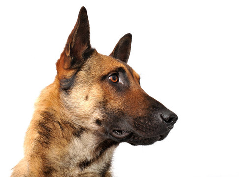馬里努阿犬