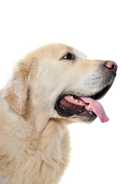 金毛獵犬