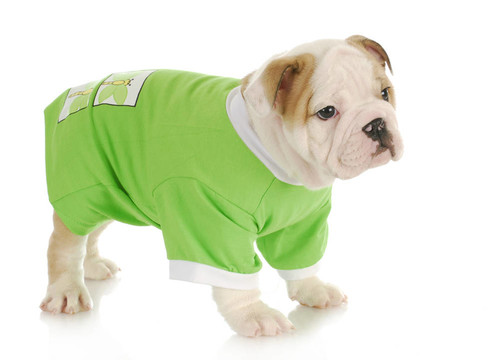 英國斗牛犬