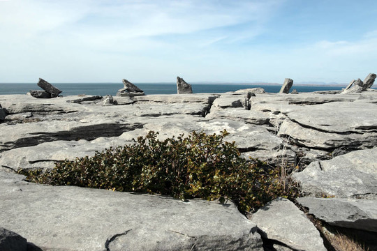 冬青在巖石布倫景觀