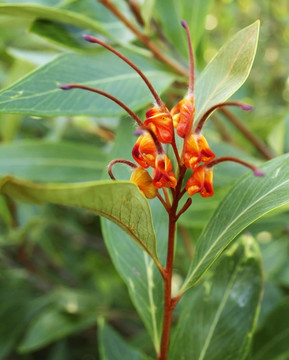 澳本土植物銀樺venusta蜘蛛花