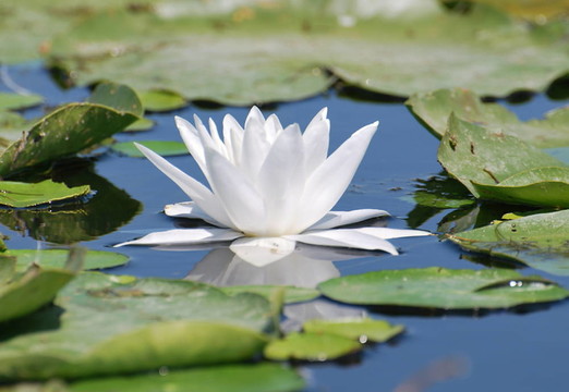 Nymphaea alba（白水百合）