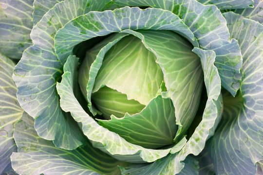 綠色卷心菜