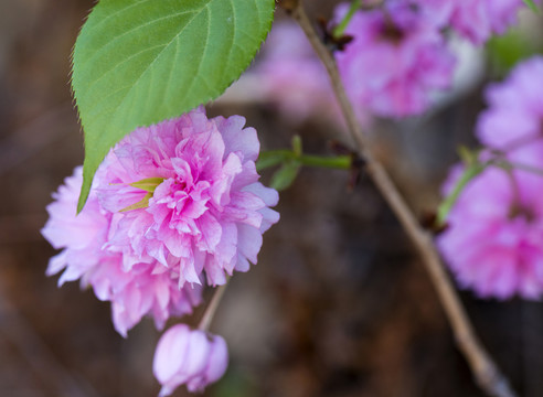 花團錦簇