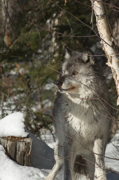灰色wolf_5_180