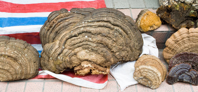 木耳蘑菇食品市場(chǎng)廣州中國(guó)