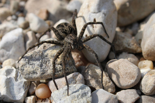 黑暗的水蜘蛛（Dolomedes tenebrosus）