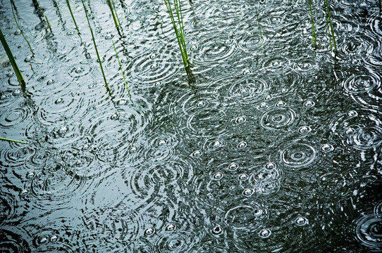 雨在池塘