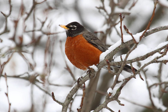 美洲知更鳥（Turdus migratorius）