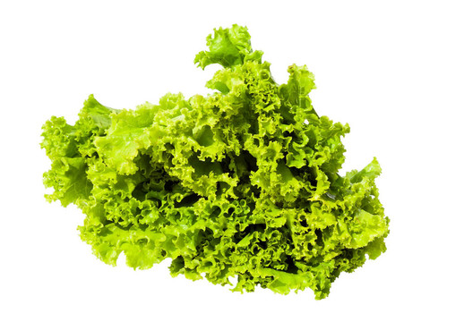 年輕的綠色luttuce