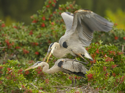 大藍(lán)鷺；Ardea herodias