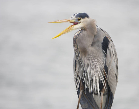 大藍鷺；Ardea herodias