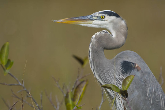 大藍鷺；Ardea herodias