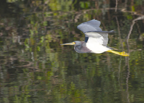 三色鷺；Egretta tricolor