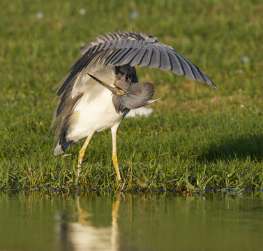 三色鷺；Egretta tricolor