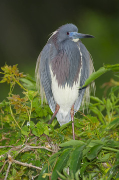 三色鷺；Egretta tricolor