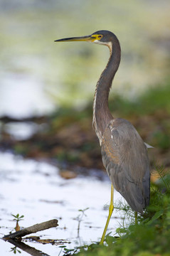 三色鷺；Egretta tricolor