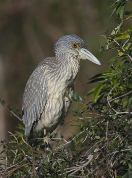 成人黃鷺；Nyctanassa violacea