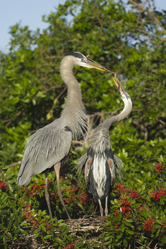 大藍(lán)鷺；Ardea herodias
