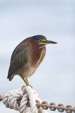 綠鷺；Butorides virescens