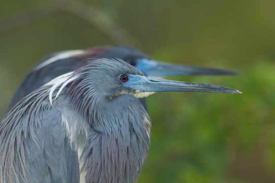 小藍(lán)鷺；Egretta caerulea