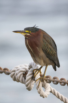 綠鷺；Butorides virescens