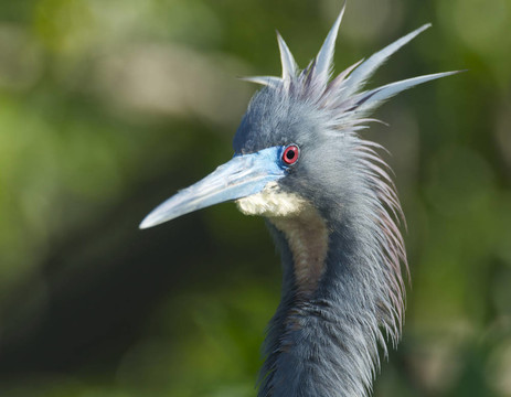 小藍(lán)鷺；Egretta caerulea