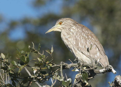 少年夜鷺；Nycticorax nycticorax