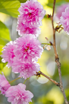 花團(tuán)錦簇