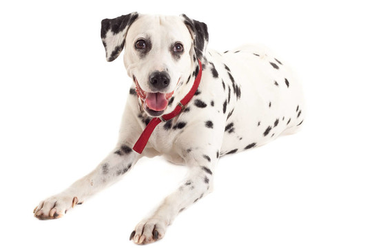 Dalmatian坐在