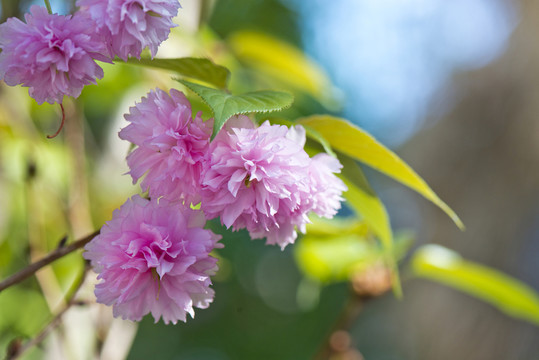 櫻花