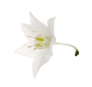 在白色的背景Eucharis lily flower