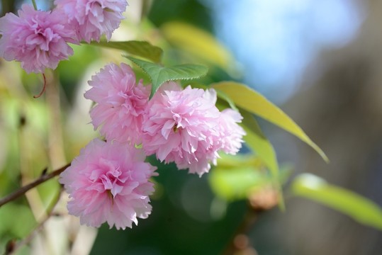 花團錦簇