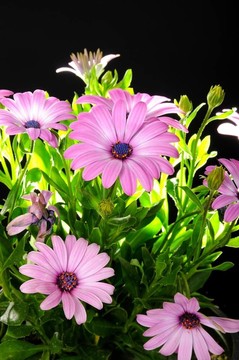 紫色的African Daisy